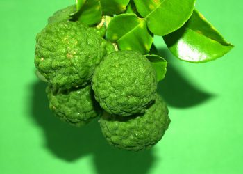 สูตรลดอาการผมขาดหลุดร่วงด้วย “มะกรูด” ที่สุดแห่งราชินีสมุนไพรไทยเพื่อเส้นผมโดยเฉพาะ