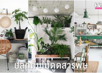 ปลูกต้นไม้ ช่วยดูดสารพิษภายในร้านเสริมสวยและในบ้าน