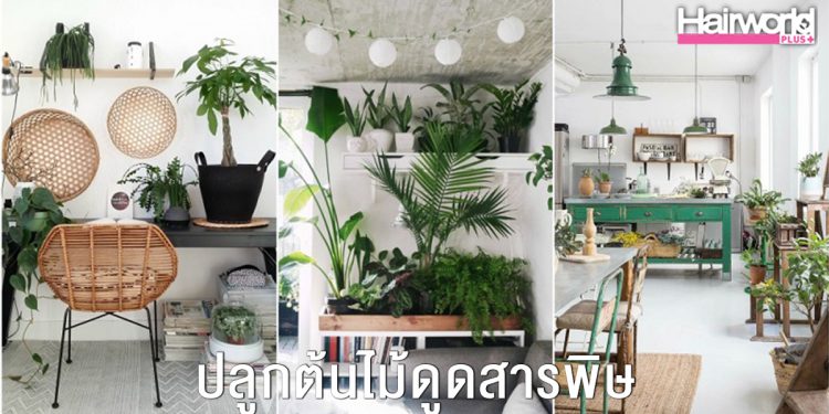 ปลูกต้นไม้ ช่วยดูดสารพิษภายในร้านเสริมสวยและในบ้าน